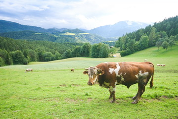 Fototapeta na wymiar bull on mountain farm