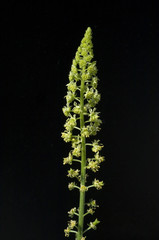 Reseda luteola