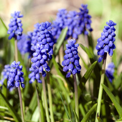 Traubenhyazinthe; Muscari Armeniacum