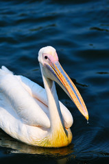 Pelican bird