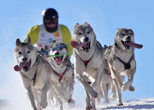 chiens de traineau