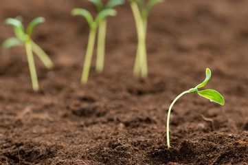 Green seedling illustrating concept of new life