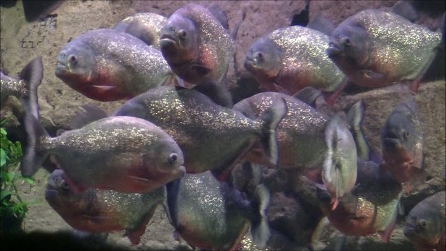 Piranhas