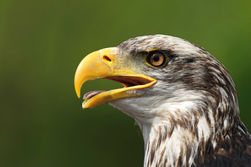 Eagle portrait