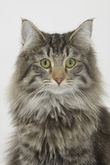 tête en gros plan du skogkatt