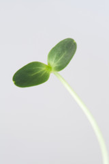 Watermelon seedling isolated on white