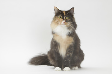 chat des for&ecirc;ts norv&eacute;giennes assis de face