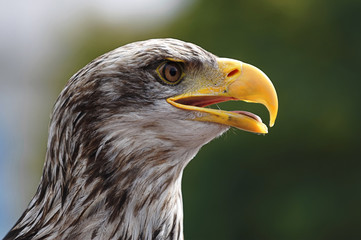 Eagle portrait