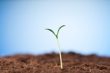 Green seedling illustrating concept of new life