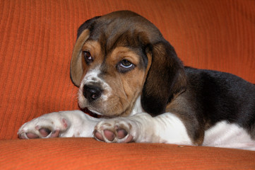 Beagle