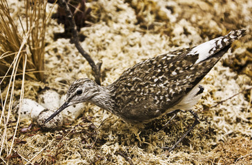 Snipe wading bird