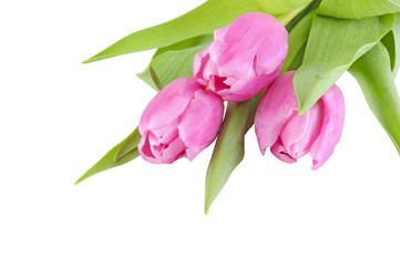 Fototapeta premium Spring tulips
