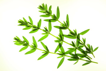 drei Zweige von Ysop vor weißem Hintergrund