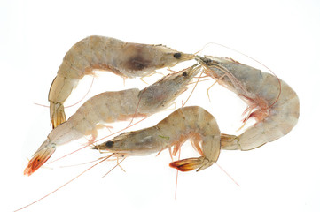 Frozen Prawns Isolated On White Background