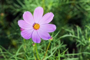 Fototapeta premium Close up of Cosmos Flowers