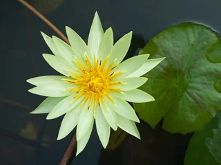 Vlies Fototapete Wasserlilien Yellow lotus