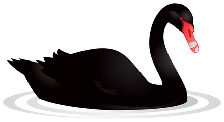 Black swan