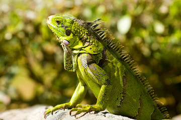 calm Iguana