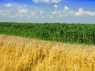 corn and wheat field against blue sky © Željko Radojko