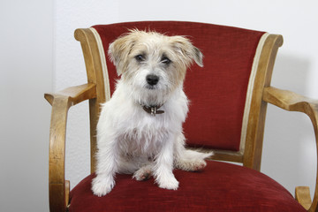Jack-Russel-Mix