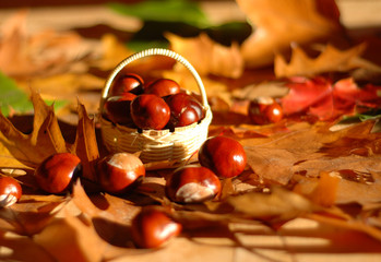 autumn chestnuts