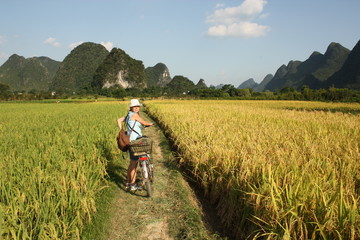 Obraz premium Girl Cycling in China country , rice fields of Yangshou