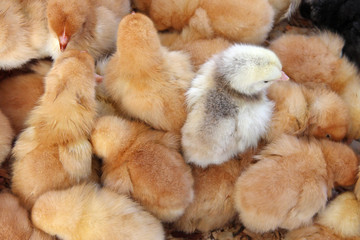 poussins © Unclesam