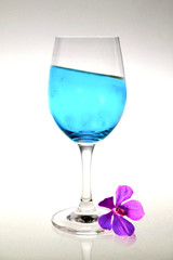 Blue liqueur and orchid with  white background.