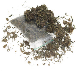 Plastic bag full of dried marihuana buds on white background