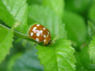 Vierzehntropfiger Marienkäfer