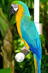 Colourful parrot bird sitting on the perch