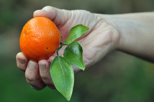 Mandarine en main