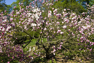 Pink magnolia