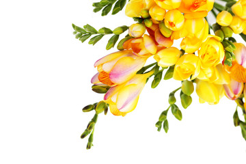 lovely freesia