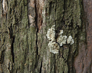 Lichen on wood surface