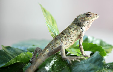 lézard faisant le guet