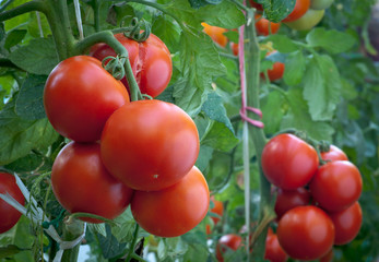 ripe tomato