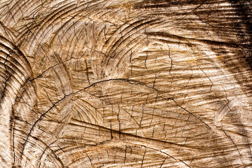 Fototapeta premium Pattern tree