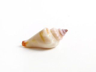 sea shell