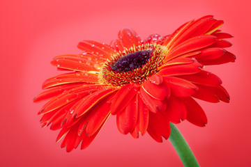 Red flower on red background © Evgeny Karandaev