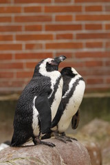 Obraz premium Brillenpinguin in Nahaufnahme