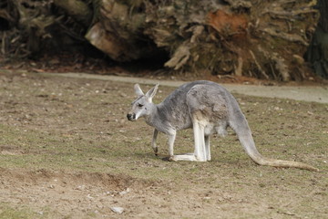 Känguru in Nahaufnahme