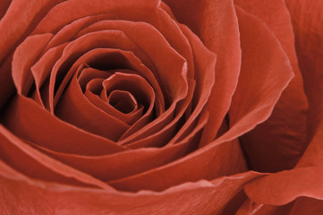 Makro einer roten Rose