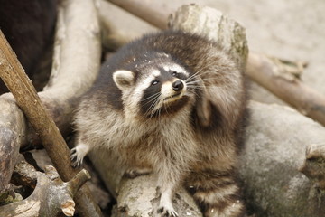 Waschbär in Nahaufnahme