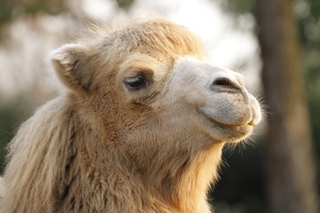 Obraz premium Kamel in Nahaufnahme
