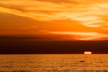 Sunrise/Sunset with bird