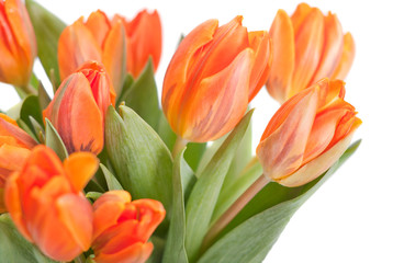 Fototapeta premium Tulips