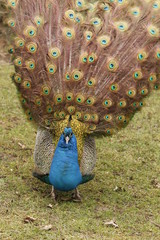 Obraz premium Pfau in Nahaufnahme