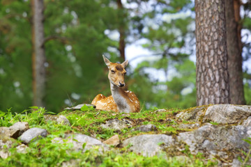 Roe deer
