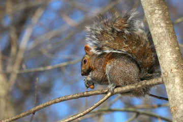 Gray Squirrel